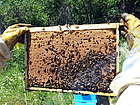 Пчеларска ферма "Данрос"