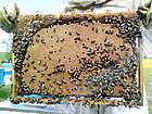Пчеларска ферма "Данрос"